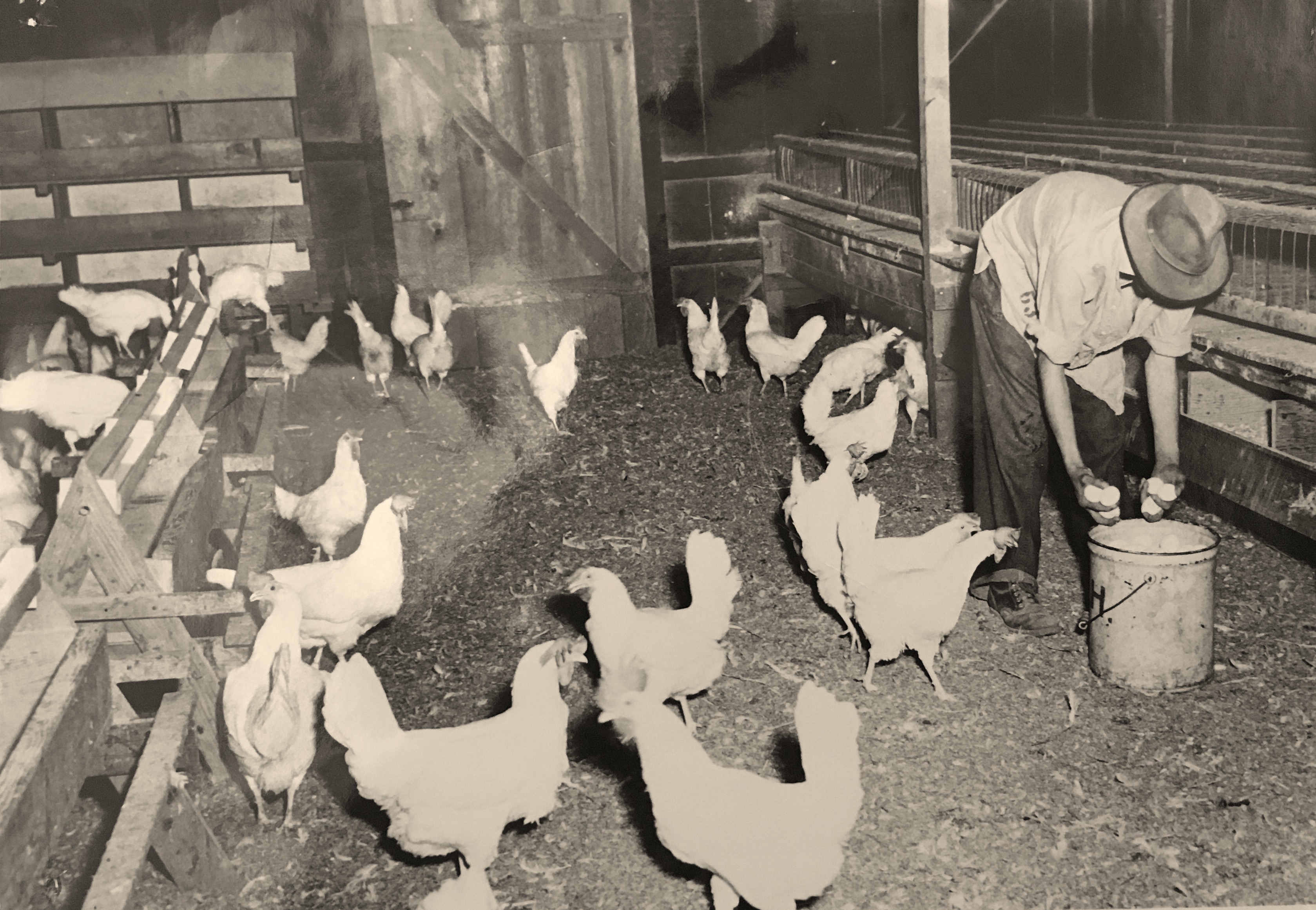 image of man collecting chicken eggs